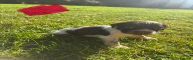 English Springer Spaniel 6