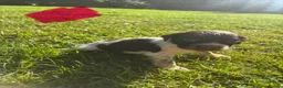 English Springer Spaniel dogs for sale: Springer Spaniel Puppies  - Advert 10