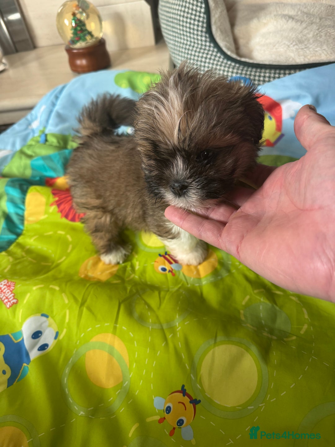 Lhasa Apso dogs for sale: KC reg female Lhasa apso puppy PRA clear  - Advert 11