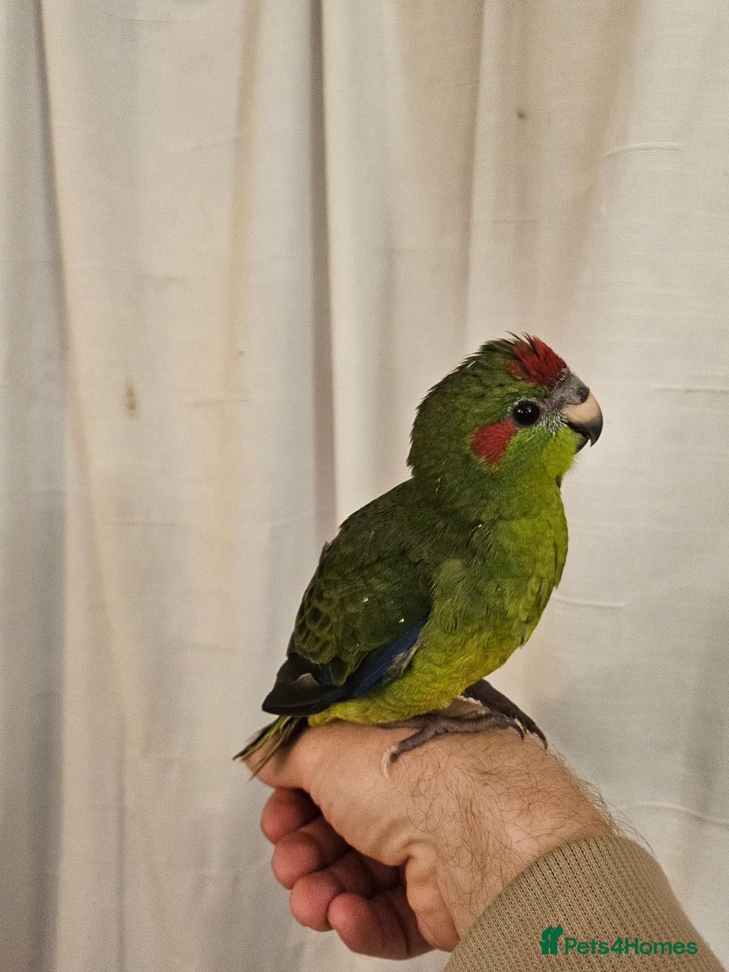Mixed Breed birds Tame Kakariki chicks  - Advert 15