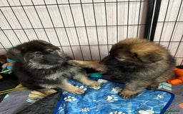 German Shepherd dogs for sale: Ready to leave kc reg big boned health tested gsd - Image 3
