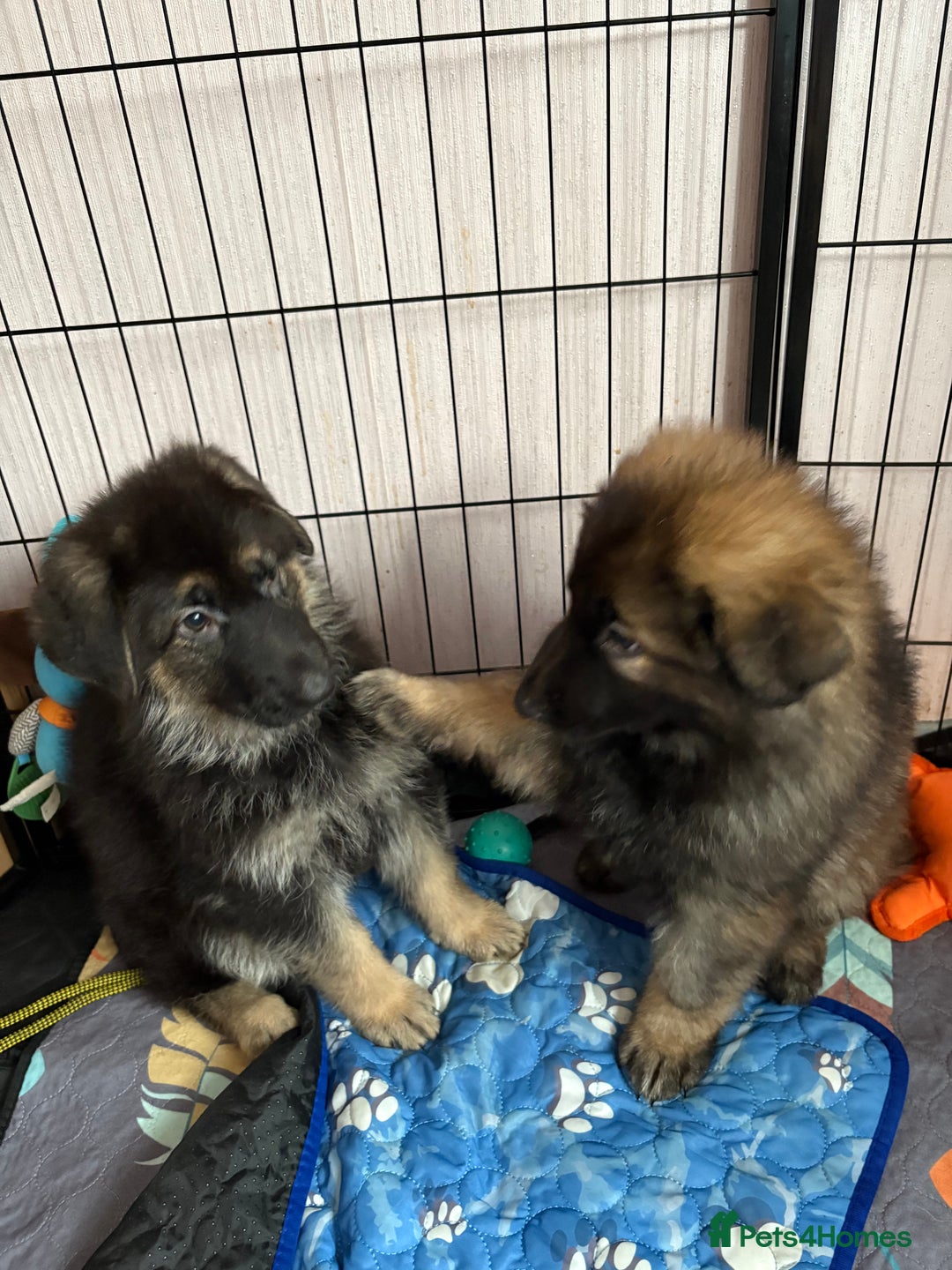 German Shepherd dogs for sale: Ready to leave kc reg big boned health tested gsd - Image 3