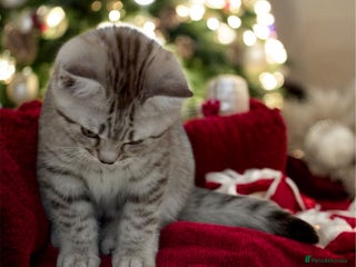 British Shorthair cats CHAMP Sire GCCF Pedigree BSH 2 Males 💙 Spotted - Advert 2