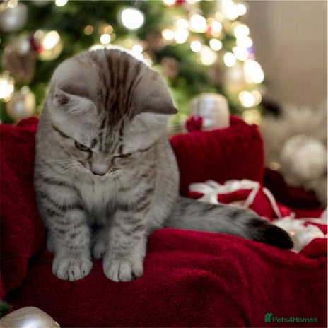 British Shorthair cats CHAMP Sire GCCF Pedigree BSH 2 Males 💙 Spotted - Advert 1