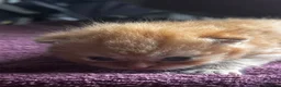British Shorthair cats for sale: British shorthair kittens  - Advert 10