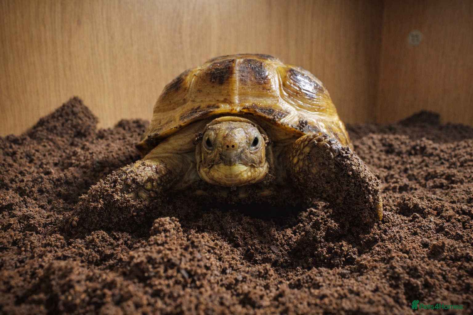 Tortoise reptiles Baby Horsfield Hatchlings & Set Ups - Advert 3