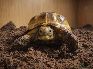 Tortoise reptiles Baby Horsfield Hatchlings & Set Ups - Advert 3