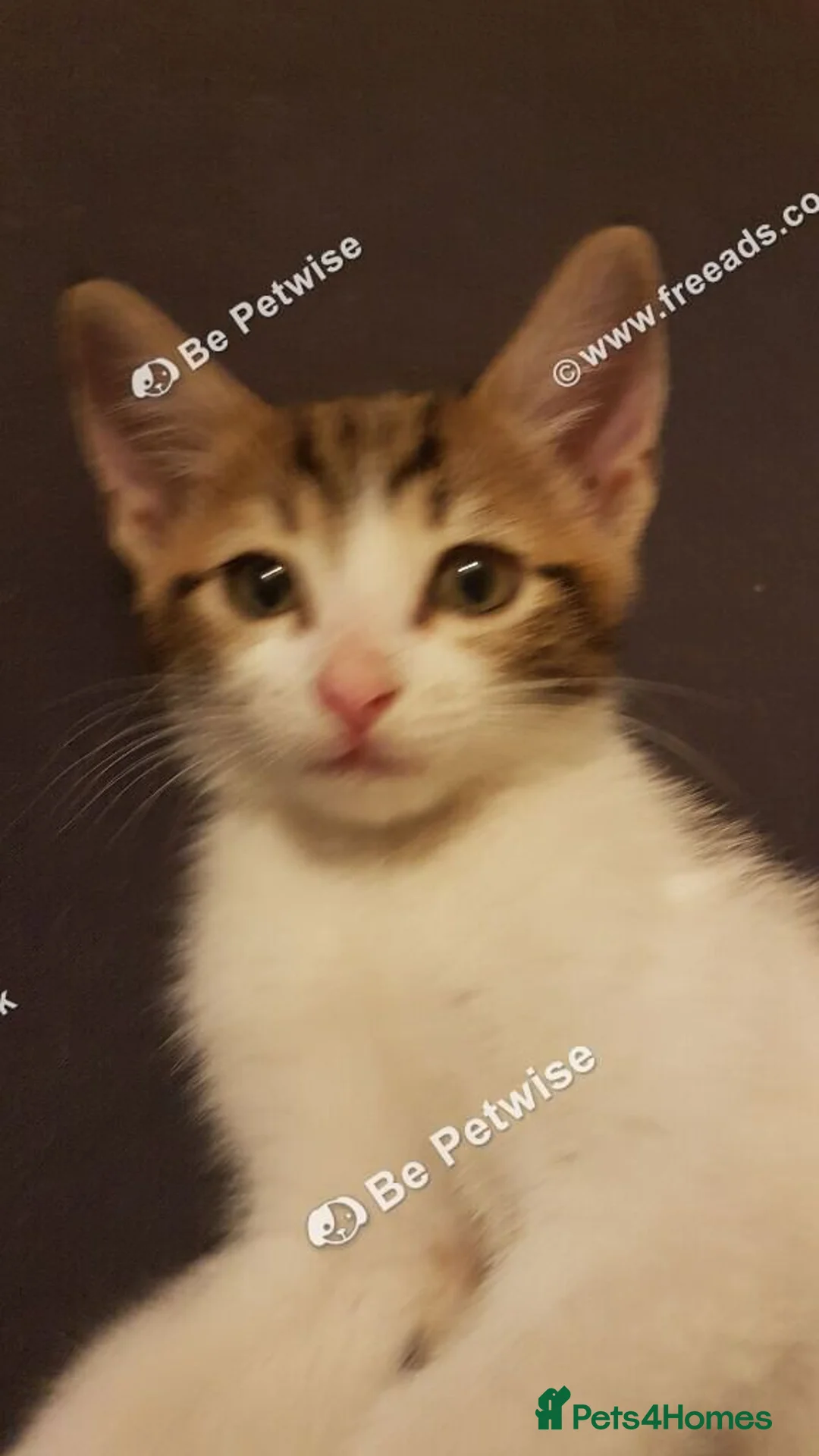 Mixed Breed cats for sale: 11 ‑week‑old male kitten. - Advert 2