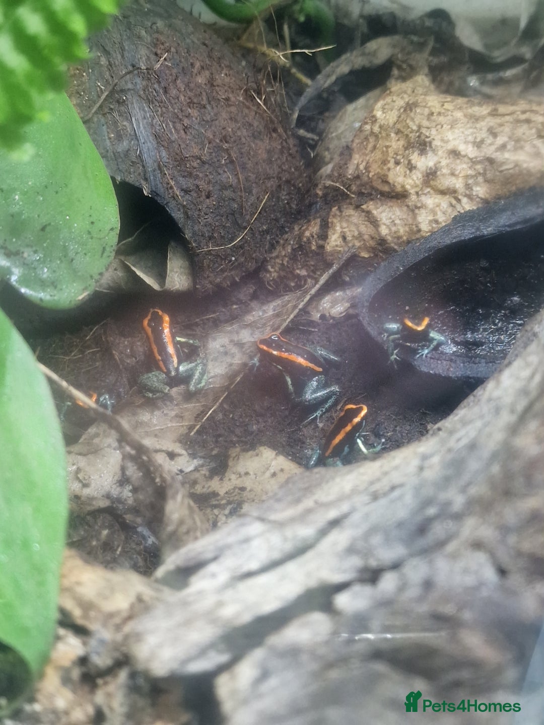 Frog reptiles for sale: Golfodulcean poison dart frogs - Advert 4