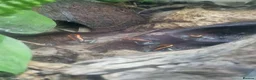 Frog reptiles for sale: Golfodulcean poison dart frogs - Advert 4
