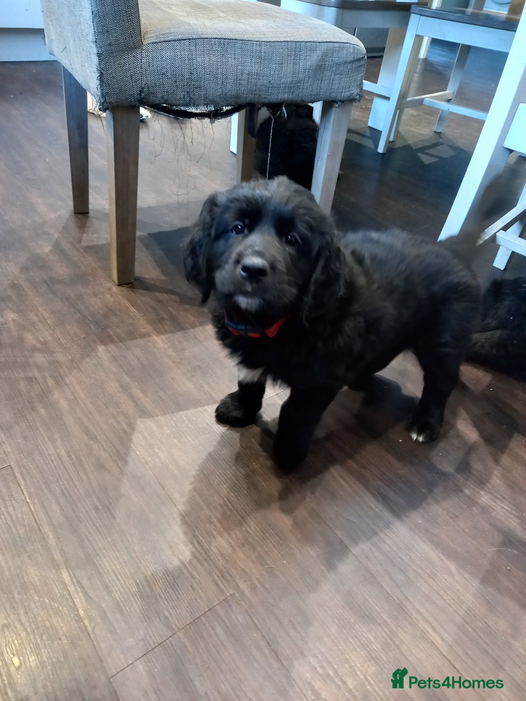 Mixed Breed dogs for sale: Golden Mountain Dog Pups - Advert 2