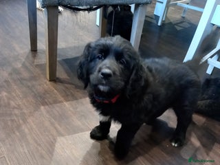 Mixed Breed dogs Golden Mountain Dog Pups - Advert 1