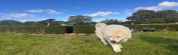 Maremma Sheepdog dogs for sale: A Rare Opportunity to Welcome a Maremma Sheepdog - Advert 2