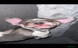 French Bulldog dogs for sale: French bulldog age 2  - Image 5