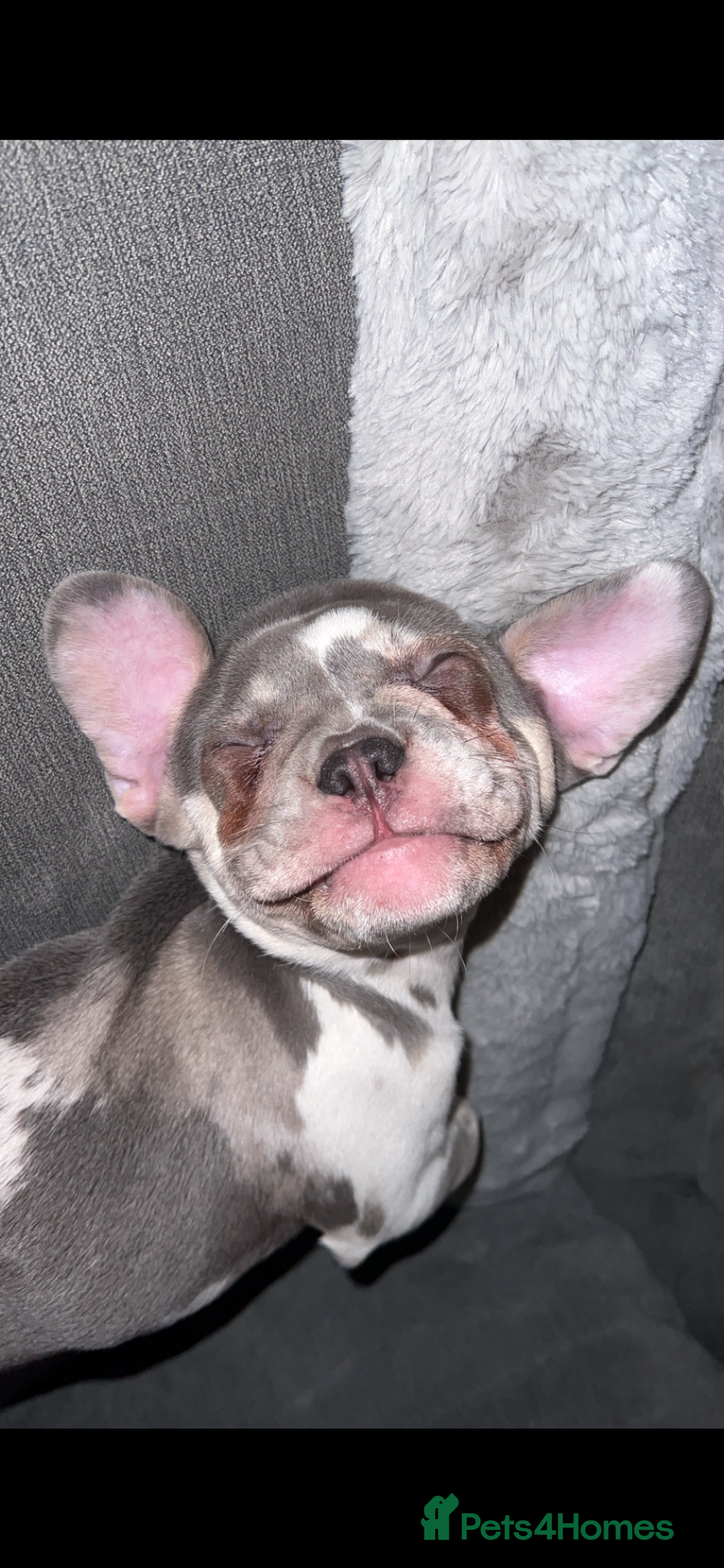 French Bulldog dogs for sale: French bulldog age 2  - Image 5