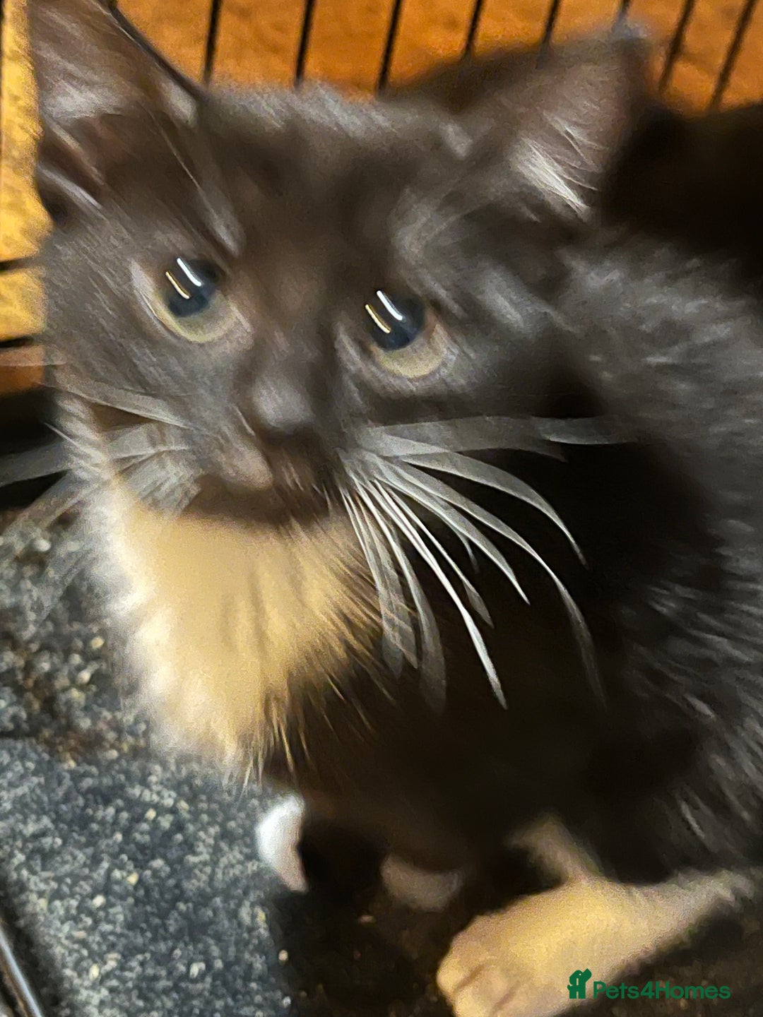 Mixed Breed cats for sale: Mixed breed kittens  - Advert 10