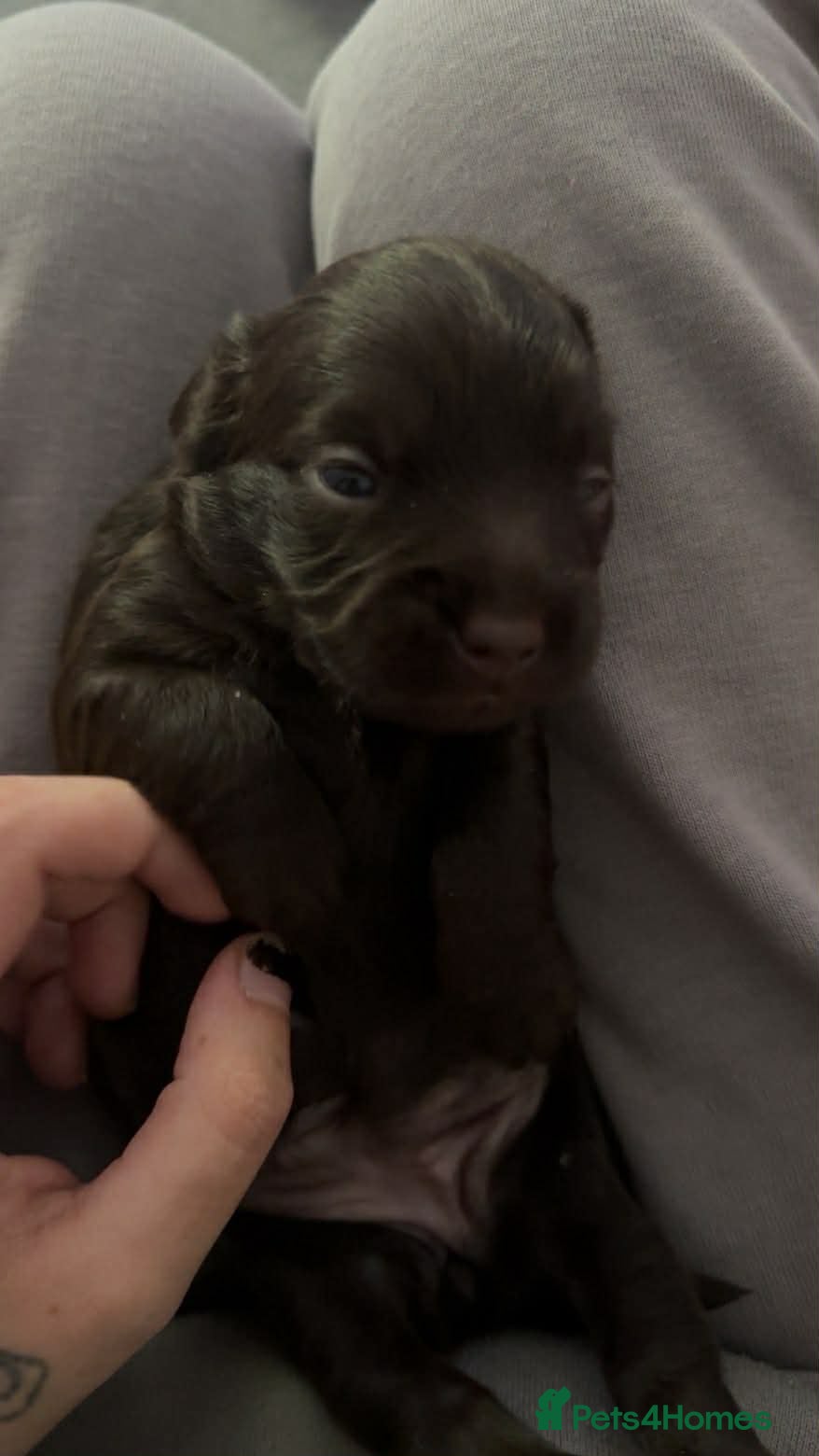 Mixed Breed dogs for sale: 🐾🐾 BEAUTIFUL DACHSHUND/SHI-POO PUPPIES . in Bridgend - Advert 9