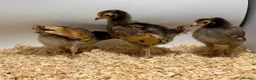 Chickens poultry for sale: Hatching Eggs🐣USA Bearded Silkies,Brahmas,Vorwerk - Advert 7