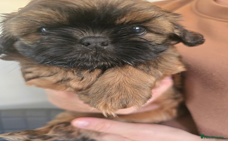 Shih Tzu dogs - Advert 13