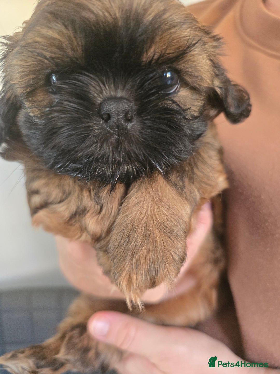 Shih Tzu Norfolk Terrier Mix Shih Tzu Puppies For Sale In Norwich