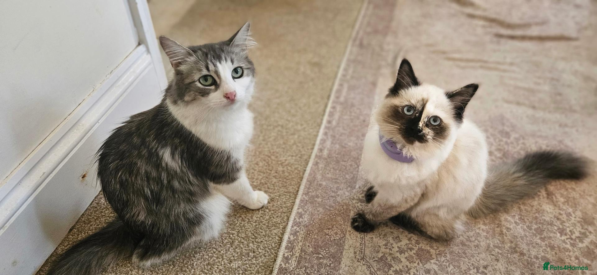 Mixed Breed cats Ragdoll x  - Advert 1