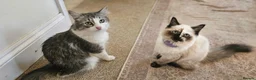 Mixed Breed cats for sale: Ragdoll x  - Advert 1