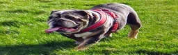 Mixed Breed dogs for sale: English Merle Bulldog/Shar Pei puppies for sale - Advert 18