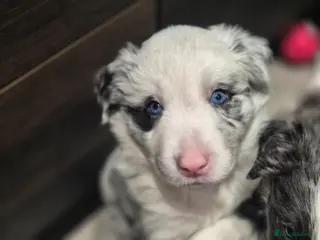 Border Collie dogs Beautiful Border Collies. Parents DNA tested. - Advert 6