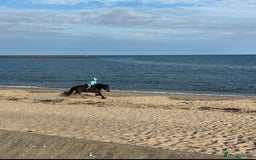 Fell horses for sale: Basil 13.2 registered fell gelding  - Image 6