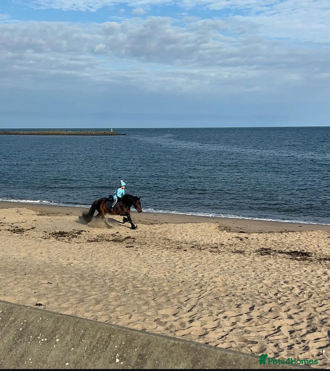 Fell horses for sale: Basil 13.2 registered fell gelding  - Image 6