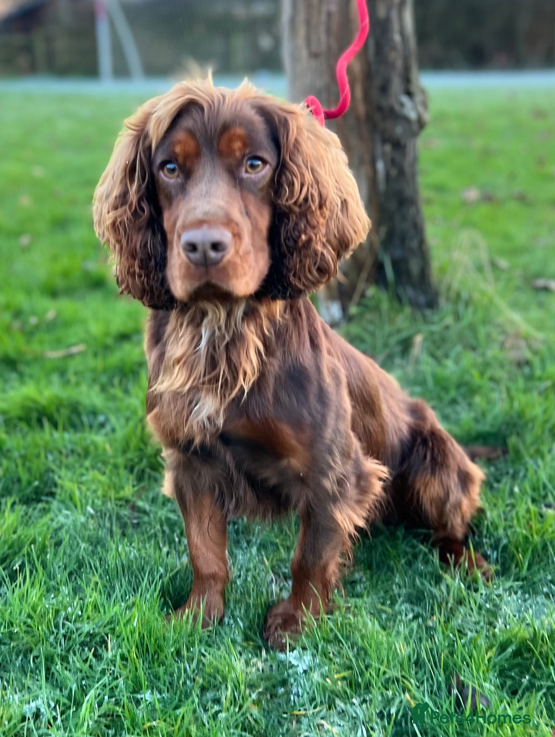 Cocker Spaniel dogs FTCH bred KC proven working cocker spaniel - Advert 12