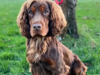 Cocker Spaniel dogs FTCH bred KC proven working cocker spaniel - Advert 1