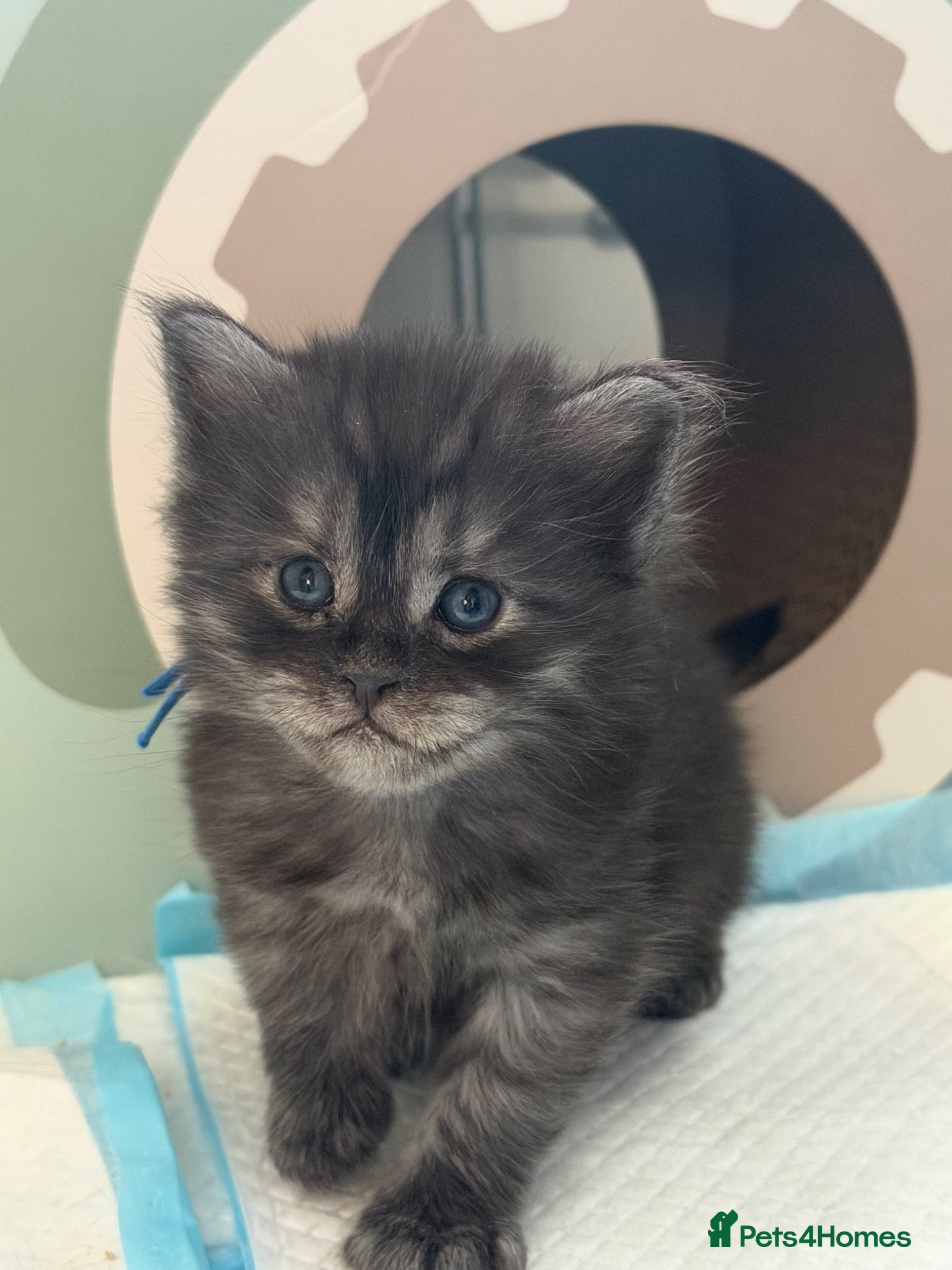 Mixed Breed cats Mainecoon x British short hair  - Advert 3
