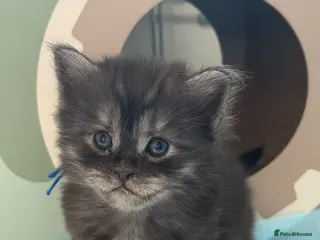 Mixed Breed cats Mainecoon x - Advert 4