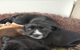 Staffordshire Bull Terrier dogs for sale: Staffie x Cockapoo puppies - Image 25