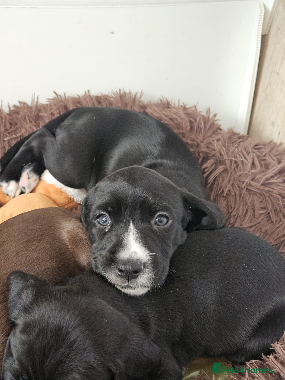Staffordshire Bull Terrier dogs for sale: Staffie x Cockapoo puppies - Image 25