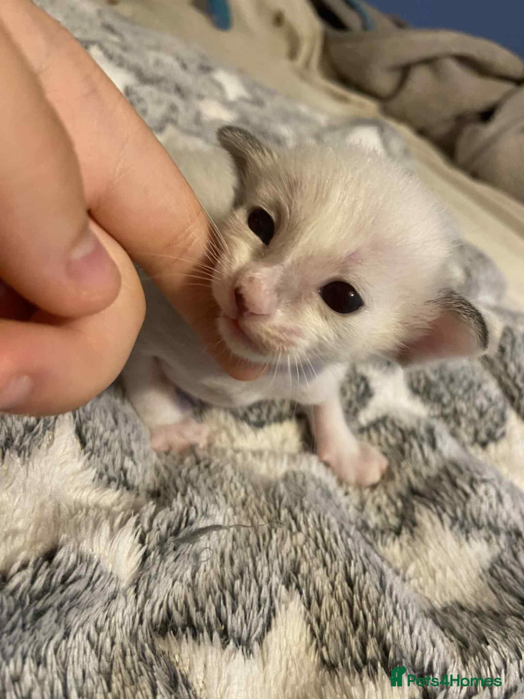 Oriental cats for sale:  GCCF Oriental Kittens For Sale - Image 16