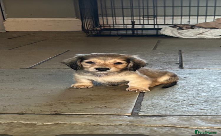 Miniature Dachshund dogs long haired miniature dachshund puppies - Advert 3