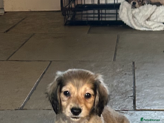 Miniature Dachshund dogs long haired miniature dachshund puppies - Advert 13