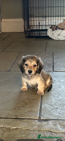 Miniature Dachshund dogs long haired miniature dachshund puppies - Advert 3