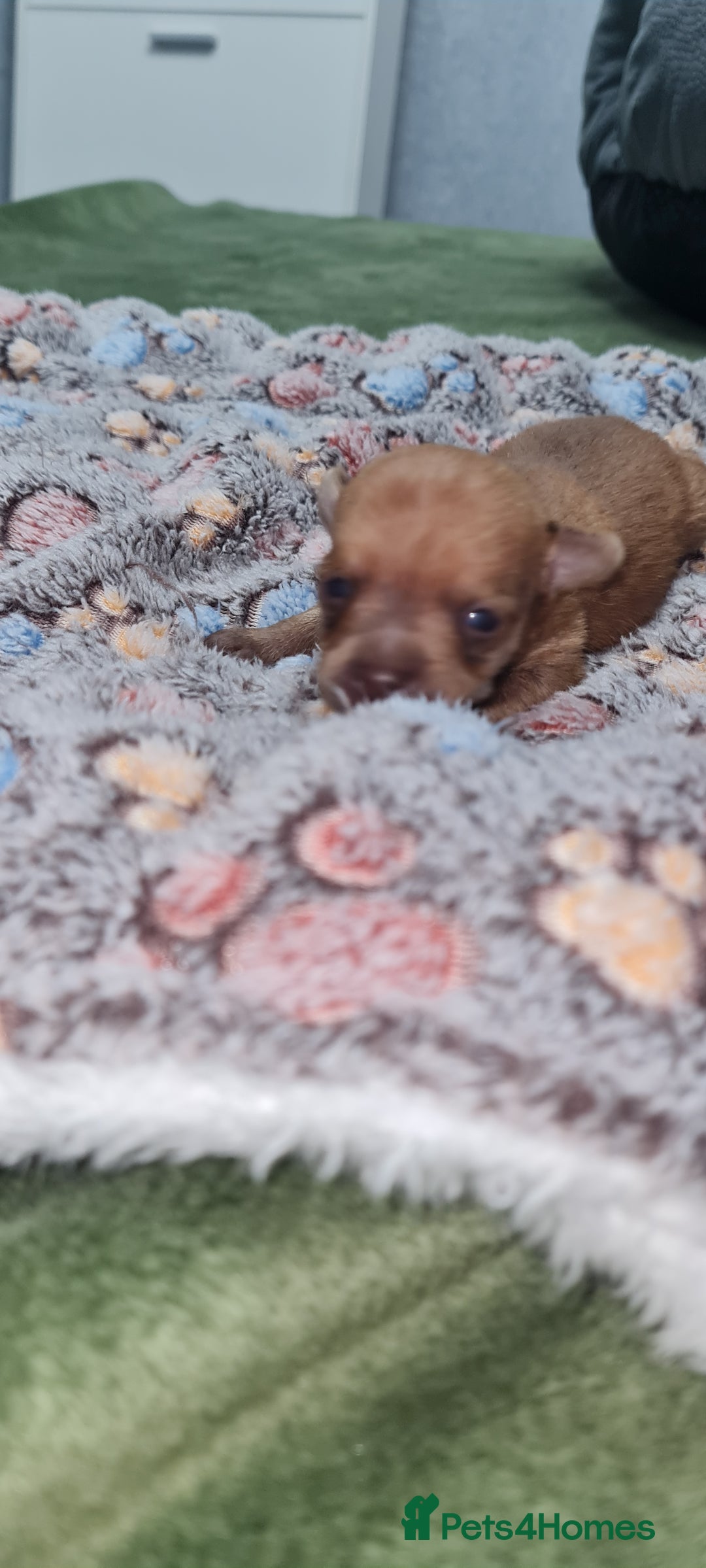 Mixed Breed dogs for sale: Beautiful chihuahua mix puppies - Advert 3