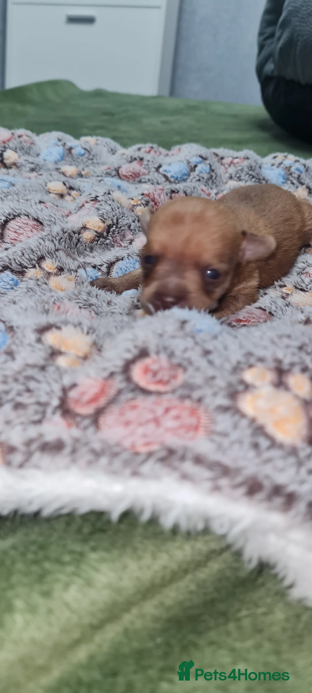 Mixed Breed dogs for sale: Beautiful chihuahua mix puppies - Advert 19
