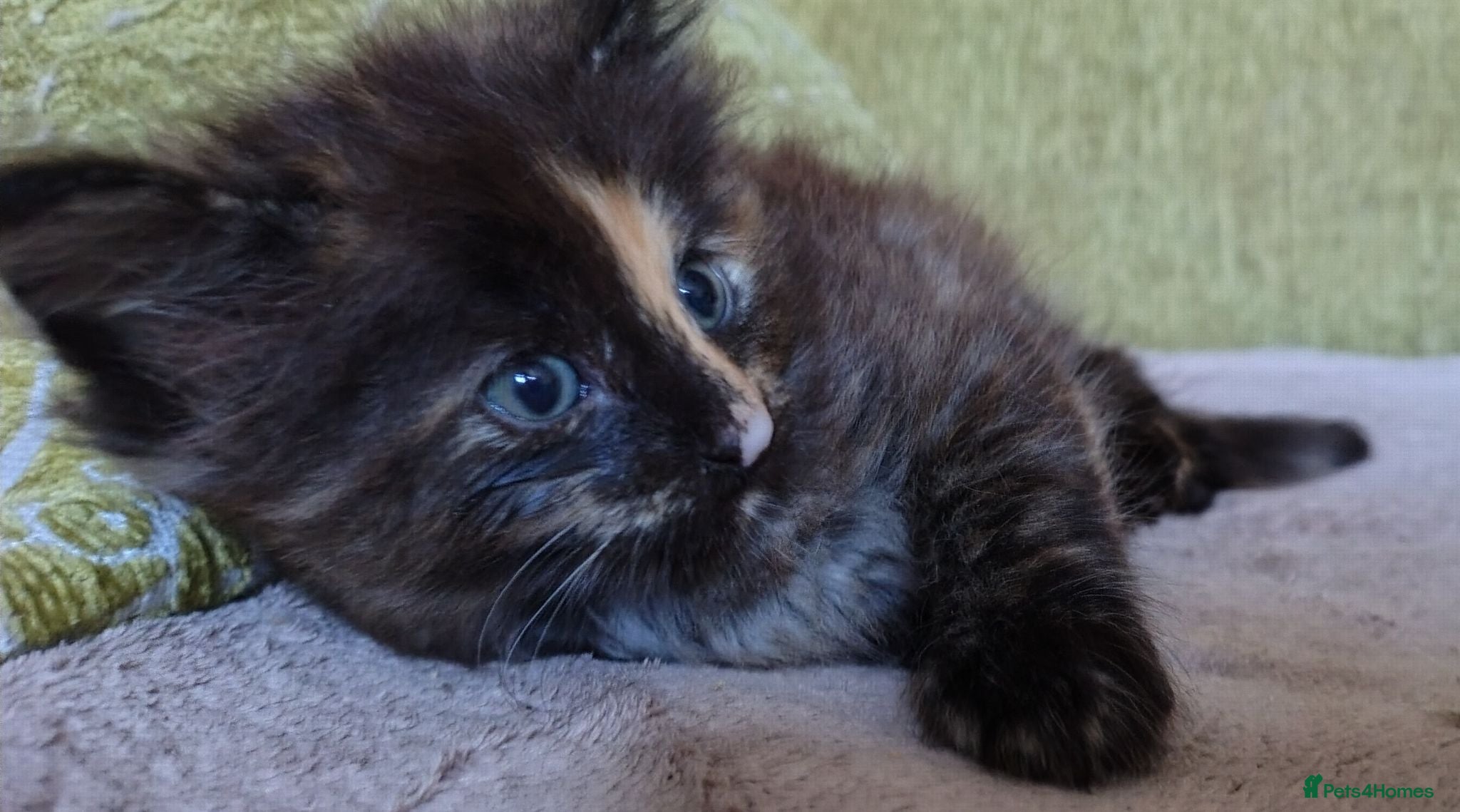 Norwegian Forest Cat cats Beautiful pedigree Norwegian Forest kittens  - Advert 2