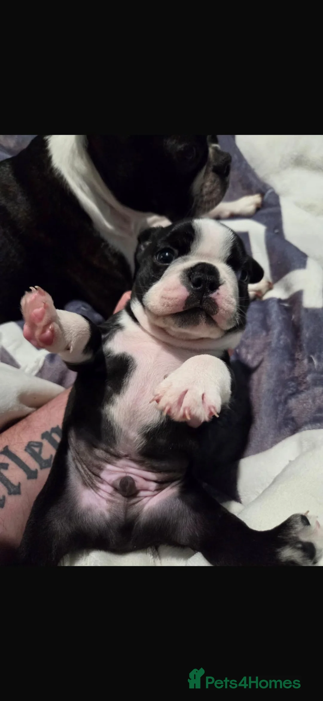 Boston Terrier dogs for sale: Boston terrier  - Advert 2