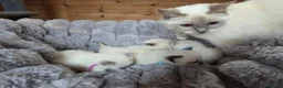 Ragdoll cats for sale: 4 Beautiful Ragdoll kittens, 2 Seal, 2 Lilac - Advert 16