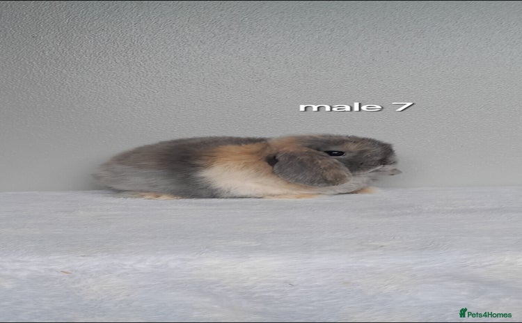 Mini Lop rabbits - Advert 4