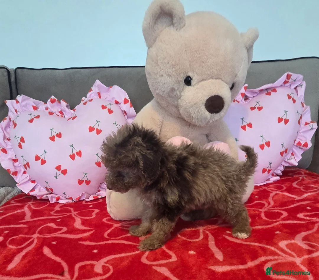 Toy Poodle dogs for sale: Gorgeous littler of x ** mall toy poodles  - Advert 13
