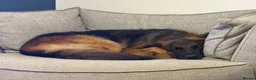 German Shepherd dogs for sale: 6 year old German shepherd female  - Advert 3