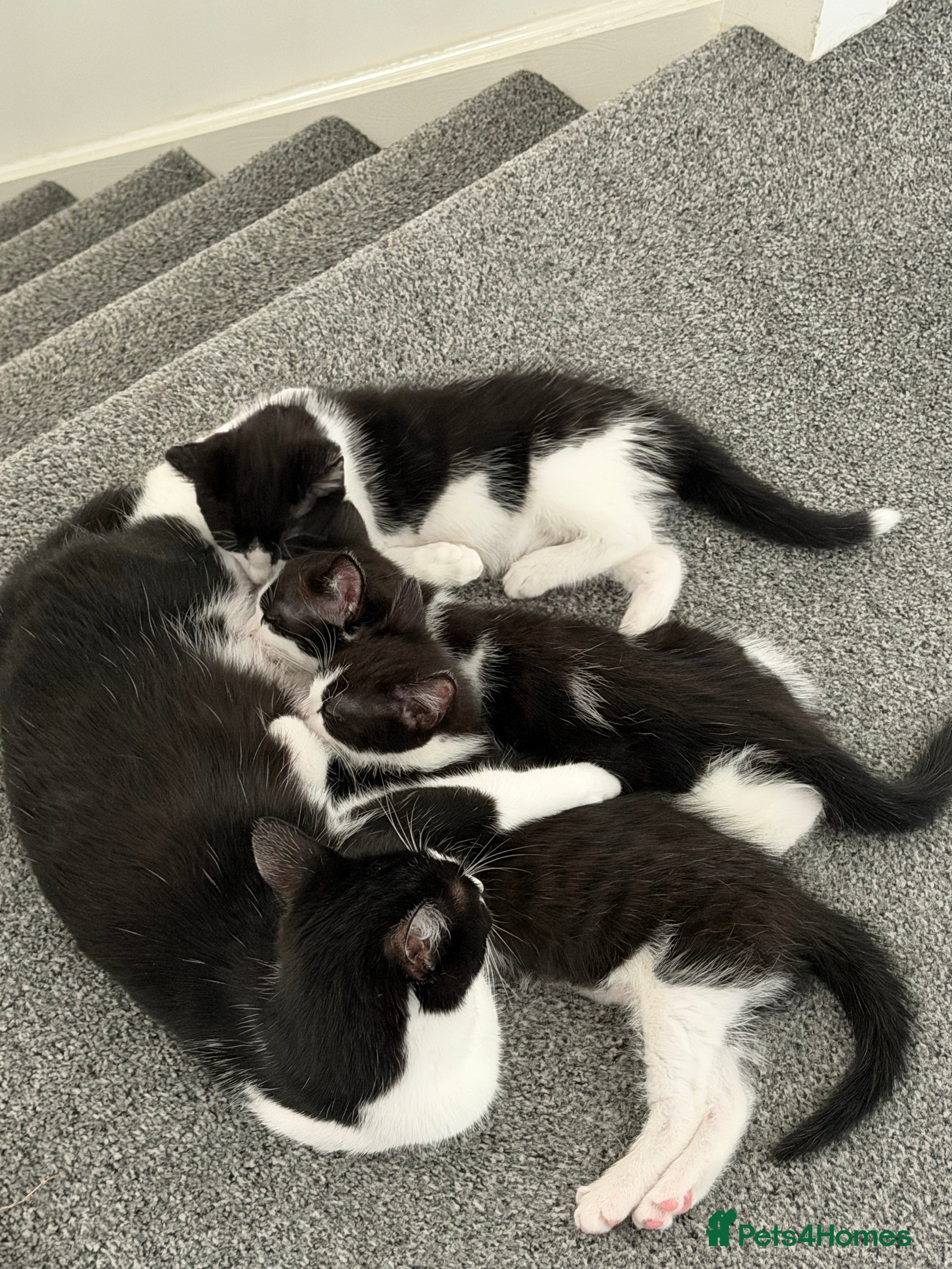 Mixed Breed cats Beautiful tuxedo kittens one boy and one girl  - Advert 10