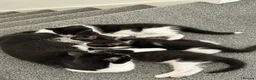 Mixed Breed cats for sale: Beautiful tuxedo kittens one boy and one girl  - Advert 2